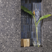 SAMBA ROCK GRAPHITE 